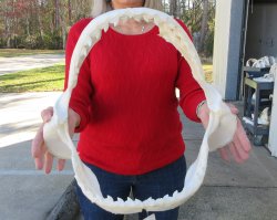 Tiger Shark Jaw 17 ...
