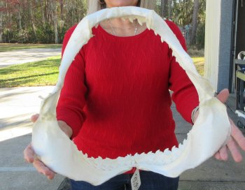 Tiger Shark Jaw 17 inches wide for sale $450 (Signature Required)