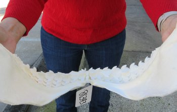 Tiger Shark Jaw 17 inches wide for sale $450 (Signature Required)