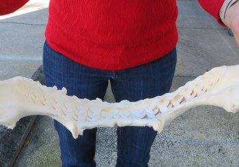 Tiger Shark Jaw 17 inches wide for sale $450 (Signature Required)
