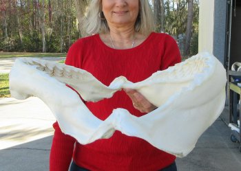 Tiger Shark Jaw 17 inches wide for sale $450 (Signature Required)