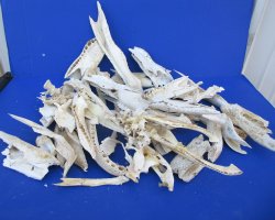 12lb Assorted Allig...