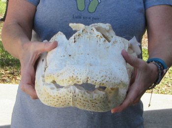 20 inch Florida Alligator Skull for $30