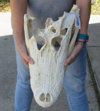 20 inch Florida Alligator Skull for $30