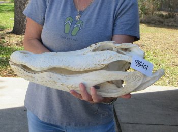 20 inch Florida Alligator Skull for $30