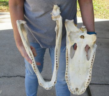 20 inch Florida Alligator Skull for $30