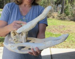 17 inch Florida All...