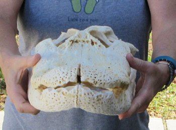 17 inch Florida Alligator Skull for $30