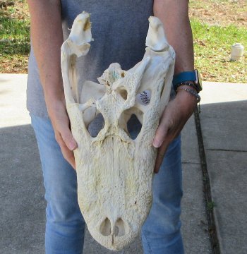 17 inch Florida Alligator Skull for $30