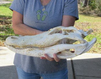 17 inch Florida Alligator Skull for $30