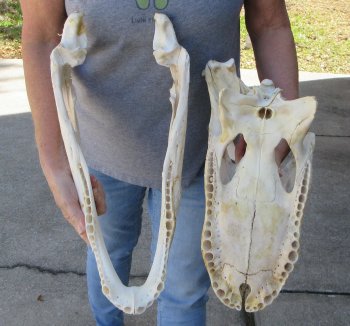 17 inch Florida Alligator Skull for $30