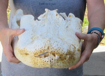 21 inch Florida Alligator Skull for $30