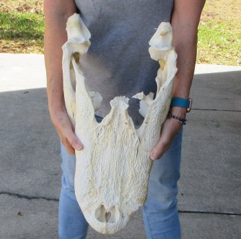 21 inch Florida Alligator Skull for $30
