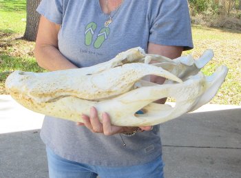 21 inch Florida Alligator Skull for $30