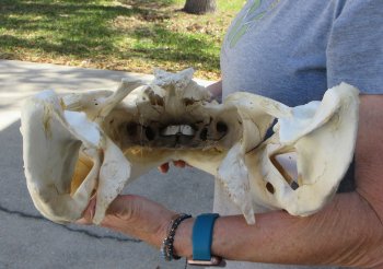 21 inch Florida Alligator Skull for $30