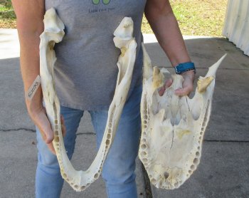 21 inch Florida Alligator Skull for $30