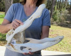 19 inch Florida Alligator Skull for $40