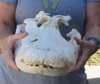 19 inch Florida Alligator Skull for $40