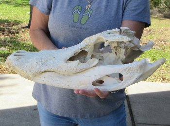 19 inch Florida Alligator Skull for $40