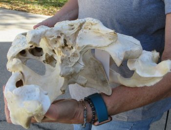 19 inch Florida Alligator Skull for $40