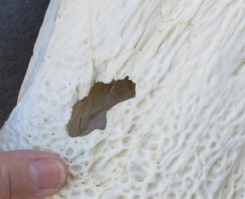 19 inch Florida Alligator Skull for $40