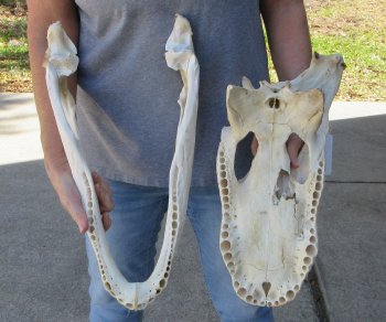19 inch Florida Alligator Skull for $40