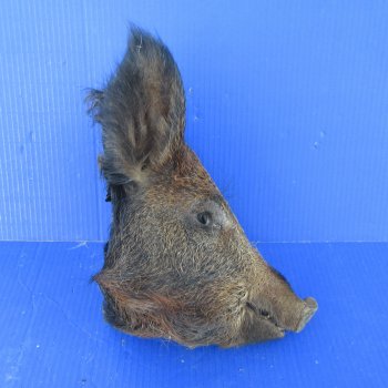 11" Preserved Georgia Wild Boar / Hog Head