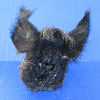 11" Preserved Georgia Wild Boar / Hog Head