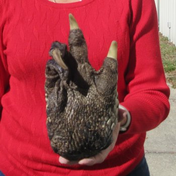 8-1/2 inch Preserved Alligator Foot 