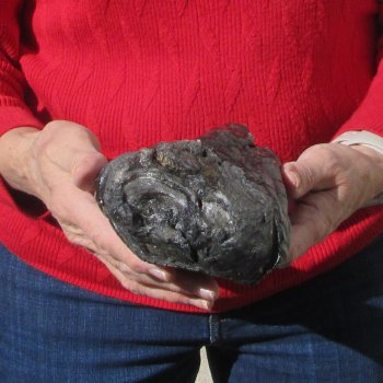 8-1/2 inch Preserved Alligator Foot 