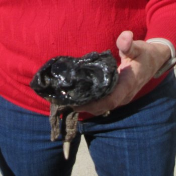 7-1/4 inch Preserved Alligator Foot 