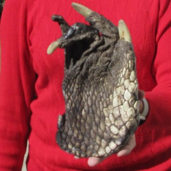 8-1/2 inch Preserved Alligator Foot 