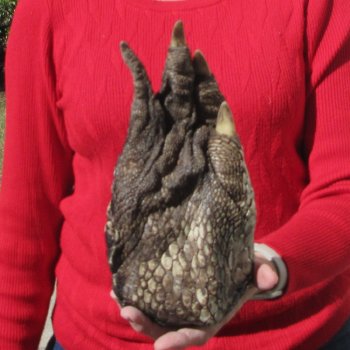 9-1/2 inch Preserved Alligator Foot 
