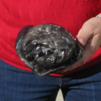 9-1/2 inch Preserved Alligator Foot 