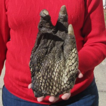 9-1/2 inch Preserved Alligator Foot 