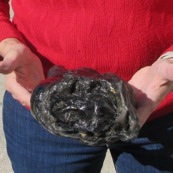 9-1/2 inch Preserved Alligator Foot 