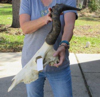 17 inch Red Hartebeest Skull and 17 inch horns for sale