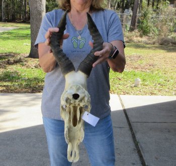 17 inch Red Hartebeest Skull and 17 inch horns for sale