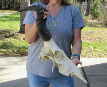 17 inch Red Hartebeest Skull and 17 inch horns for sale