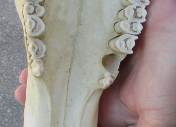 17 inch Red Hartebeest Skull and 17 inch horns for sale