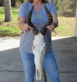 16 inch Red Hartebeest Skull 15 inch horns for sale