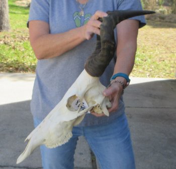 16 inch Red Hartebeest Skull 15 inch horns for sale