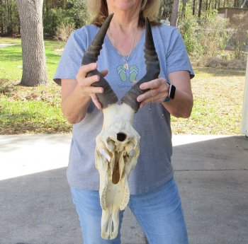 16 inch Red Hartebeest Skull 15 inch horns for sale