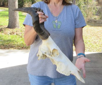 16 inch Red Hartebeest Skull 15 inch horns for sale