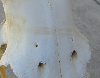 16 inch Red Hartebeest Skull 15 inch horns for sale