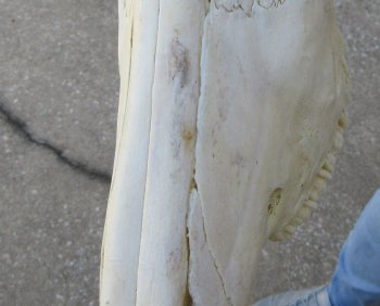 16 inch Red Hartebeest Skull 15 inch horns for sale