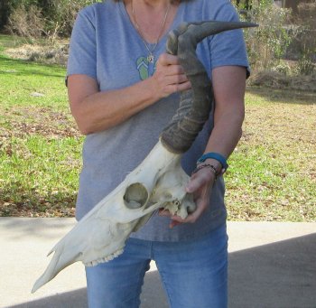 16 inch Red Hartebeest Skull and 17-1/2 inch horns for sale