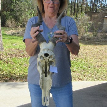 16 inch Red Hartebeest Skull and 17-1/2 inch horns for sale