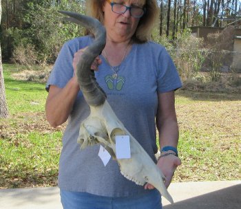 16 inch Red Hartebeest Skull and 17-1/2 inch horns for sale
