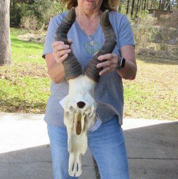 18 inch Red Hartebeest Skull 19-1/2 inch horns for sale